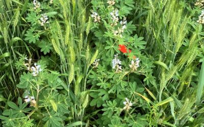 Does white lupin like the belowground company of wheat?