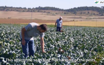 VIDEO RELEASE: Pest reduction in horticultural crops through intercropping in Navarra (Spain)