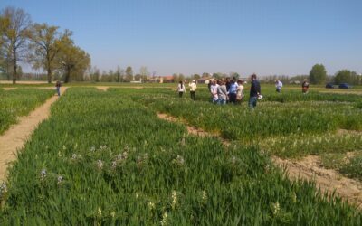 A first direct experience with intercropping for students in Italy