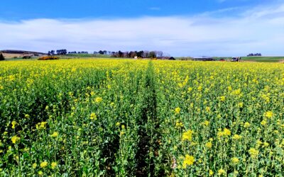 Intercropping to suppress weeds and mitigate pest damage: a snapshot of what partners have observed in the field