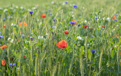 From barriers to identifying solutions: IntercropVALUES moves forward to promote intercropping