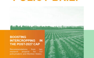 POLICY BRIEF RELEASE: Boosting intercropping in the post 2027 CAP