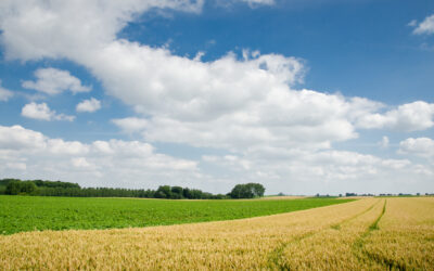 Intercropping in Flanders: High potential, but still too many barriers