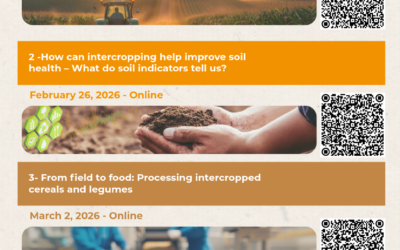 IntercropVALUES Launches a New Webinar Series Exploring Equipment, Soil Health, and Food Processing in Intercropping Systems