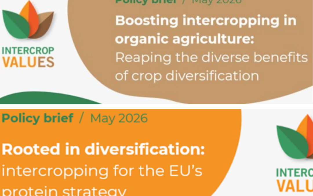 IntercropVALUES Releases Two New Policy Briefs to Strengthen EU Protein Autonomy and Organic Farming through Intercropping